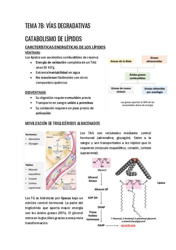 Miniatura del documento TEMA-7B-vias-degradativas.pdf