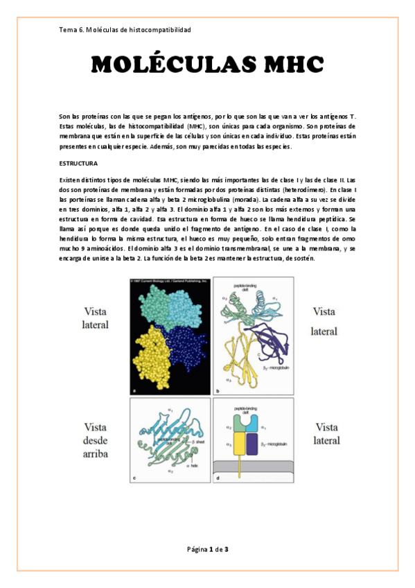 Miniatura del documento Tema-6-Moleculas-MHC.pdf