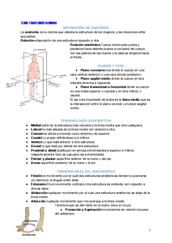 Miniatura del documento Anatomia-humana-completos-hasta-esplacnologia-del-abdomen.pdf