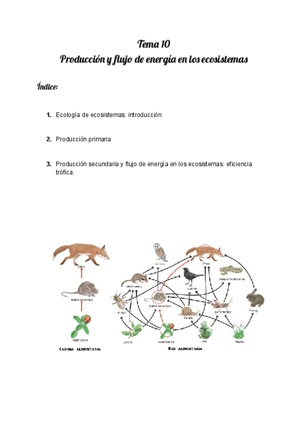 Miniatura del documento Tema-10.-Produccion-y-flujo-de-energia-en-los-ecosistemas.pdf