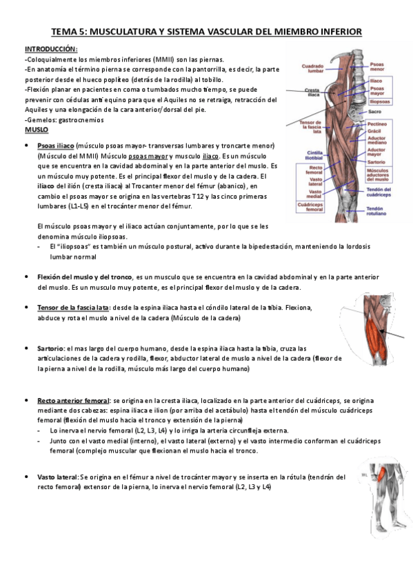 Miniatura del documento tema5anato.pdf