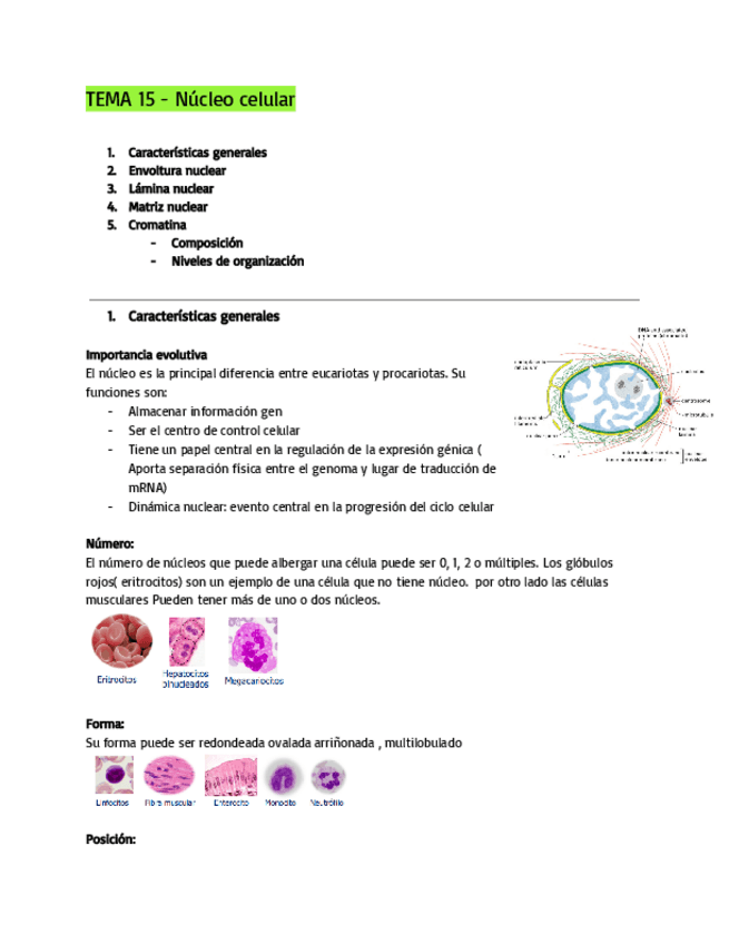Miniatura del documento TEMA-15-Nulceo-Celular.pdf