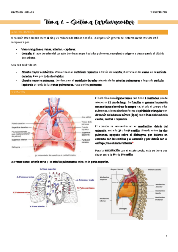 Miniatura del documento Tema-6-Sistema-Cardiovascular.pdf