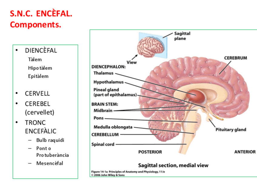 Miniatura del documento 11-Sistema-nervios.-Encefal.pdf