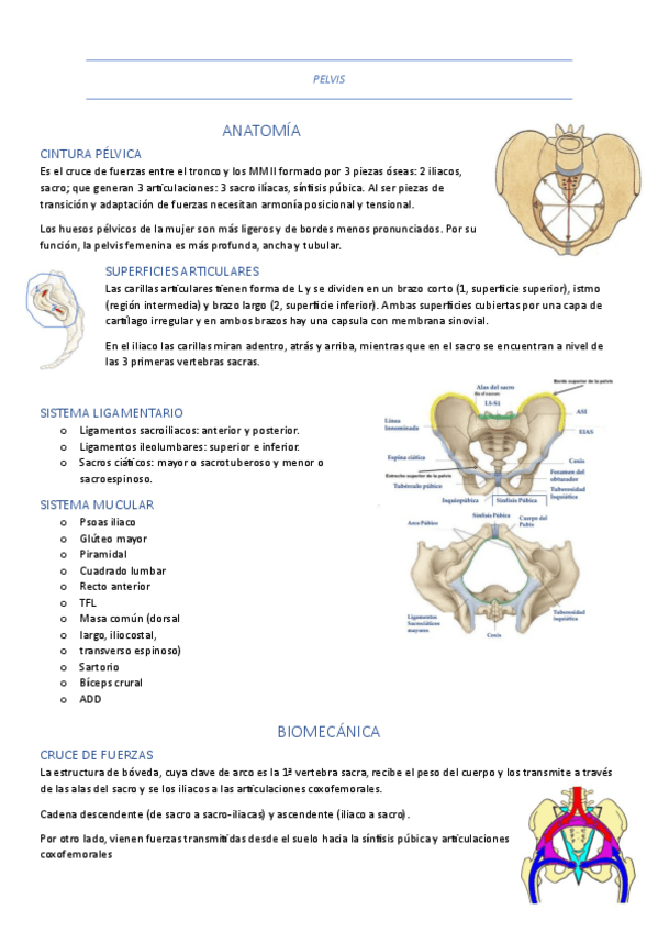 Miniatura del documento Terapia-manual-pelvis-y-ASI-1.pdf