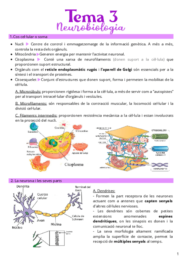 Miniatura del documento Tema-3-Neurobiologia.pdf