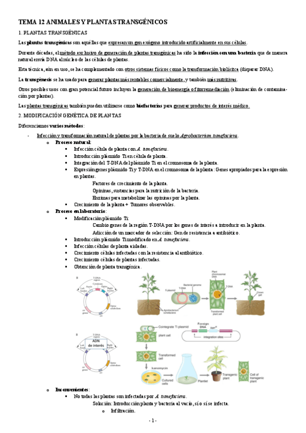 Miniatura del documento INGENIERIA-GENETICA-TEMA-12-ANIMALES-Y-PLANTAS-TRANSGENICOS.pdf