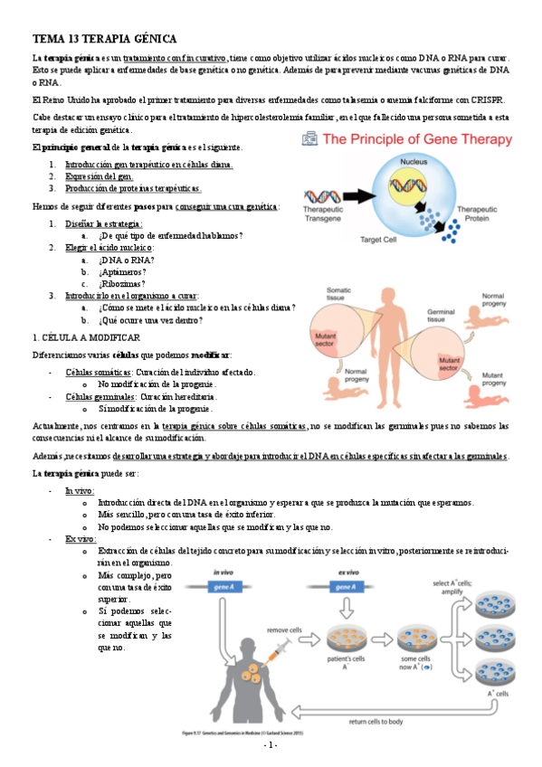 Miniatura del documento INGENIERIA-GENETICA-TEMA-13-TERAPIA-GENICA.pdf