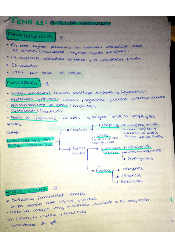 Miniatura del documento Biologia-tema-11-el-tejido-conjuntivo.pdf