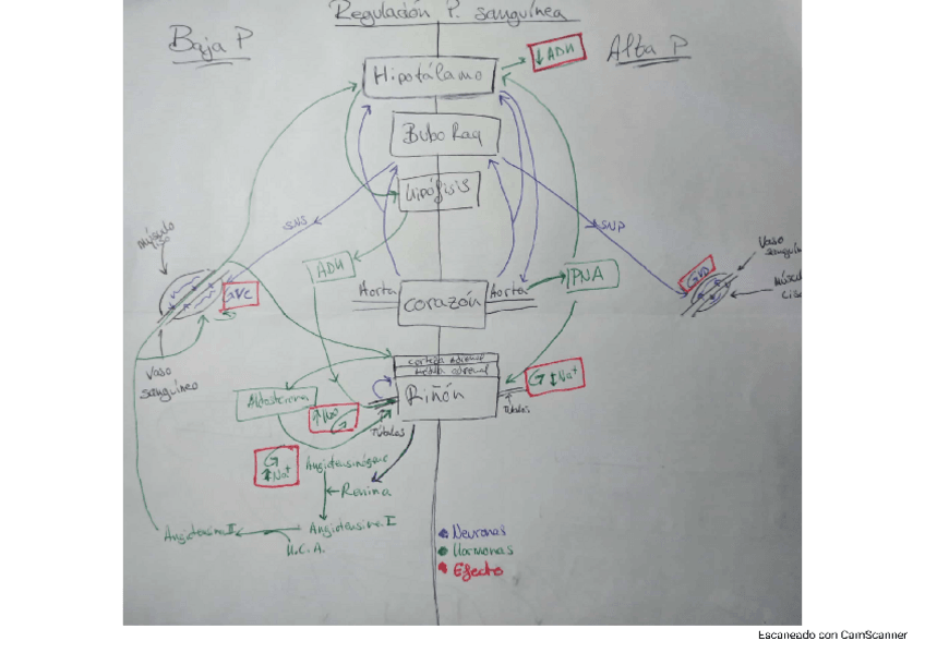 Miniatura del documento Esquemas-de-Rutas-y-Regulacion.pdf