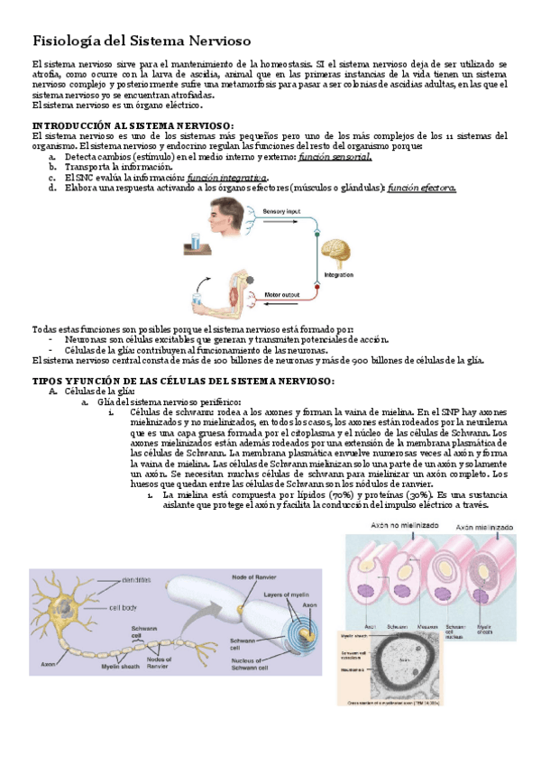 Miniatura del documento Fisiologia-T-3-fisiologia-del-sistema-nervioso.pdf