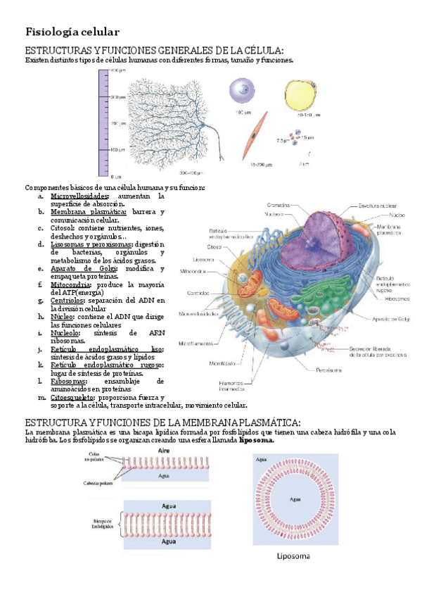 Miniatura del documento Fisiologia-T-2-Fisiologia-celular.pdf