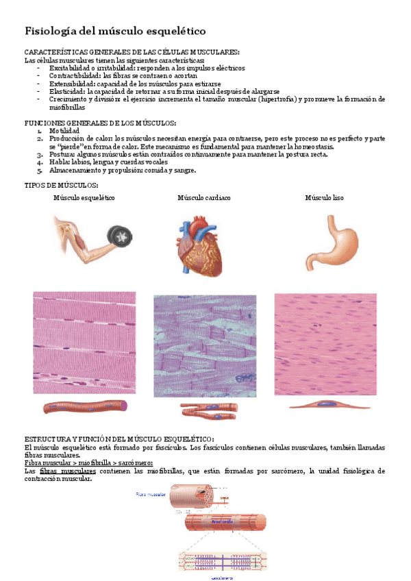 Miniatura del documento Fisiologia-T-4-fisiologia-del-musculo-esqueletico.pdf