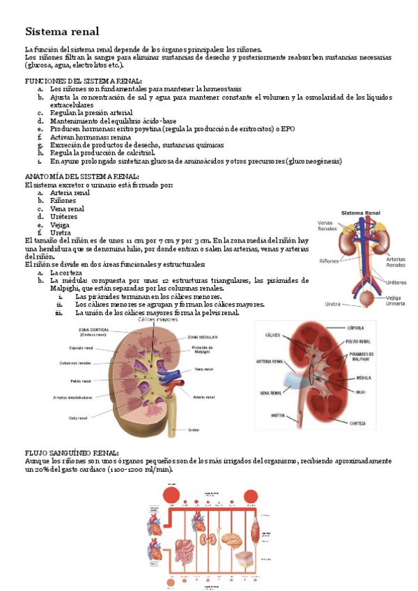 Miniatura del documento Fisiologia-T-9-Sistema-renal.pdf