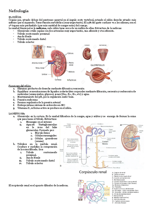 Miniatura del documento Patologia-general-t-nefrologia.pdf