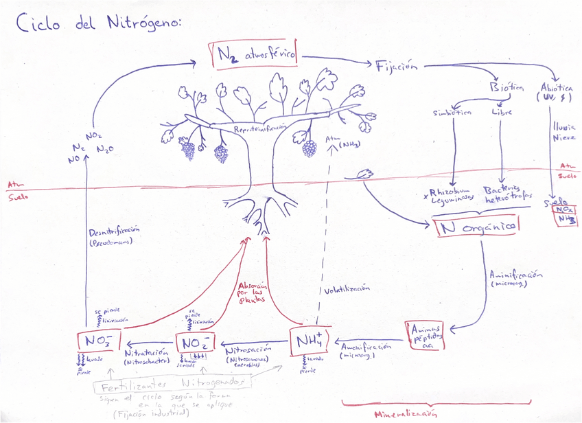 Miniatura del documento Ciclo-del-N-fito.pdf