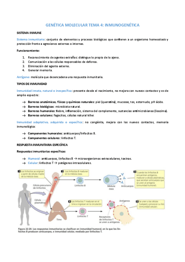 Miniatura del documento GENETICA-MOLECULAR-TEMA-4.pdf