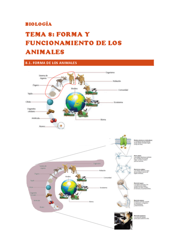 Miniatura del documento BIOLOGIA-TEMA-8.pdf