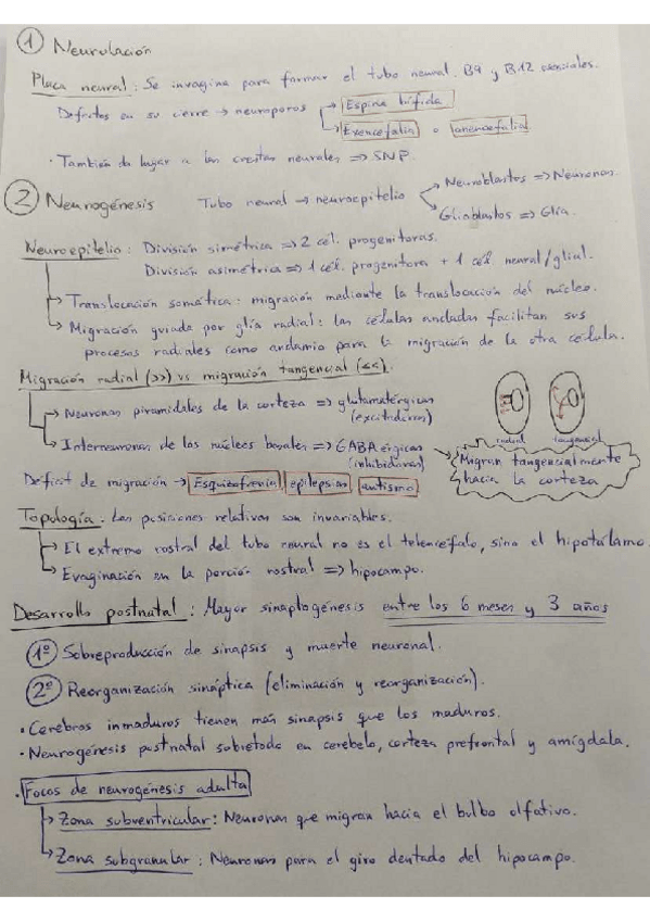 Miniatura del documento Neuroembriologia ESQUEMA-RESUMEN 2023/24.pdf