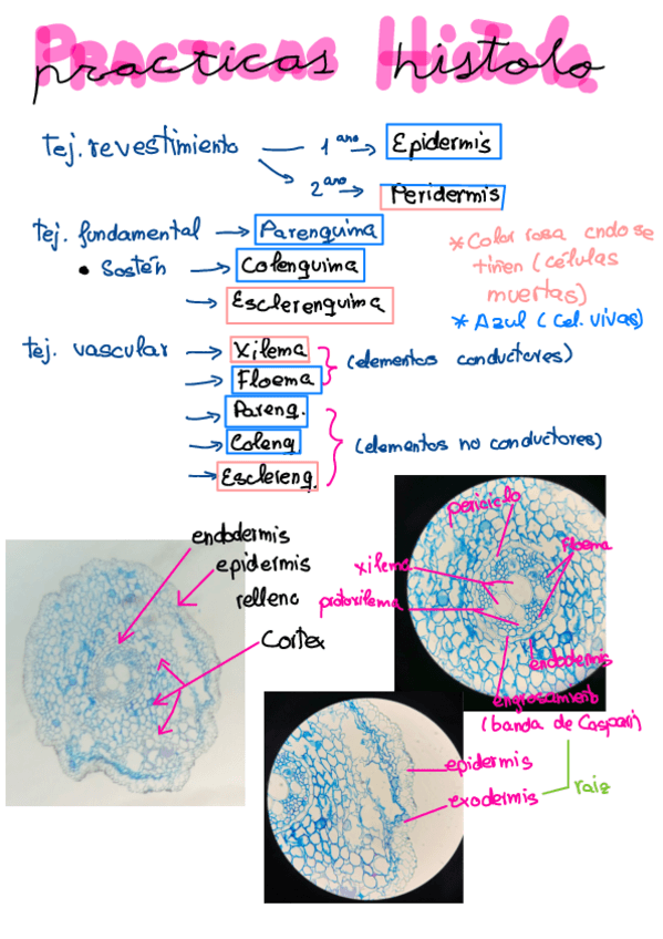 Miniatura del documento Practicas-Histologia-con-fotos-completas.pdf