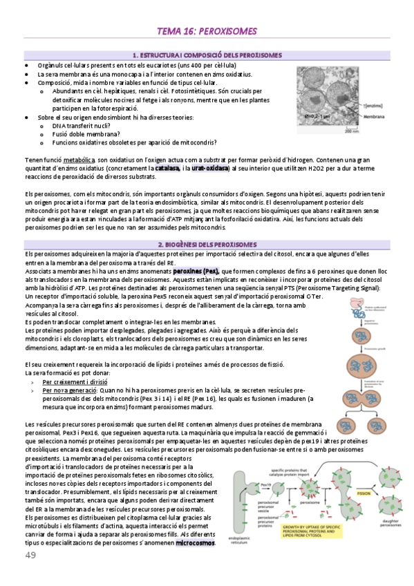 Miniatura del documento BIOCEL-2n-PAR-peroxisomes-I-mitosi.pdf