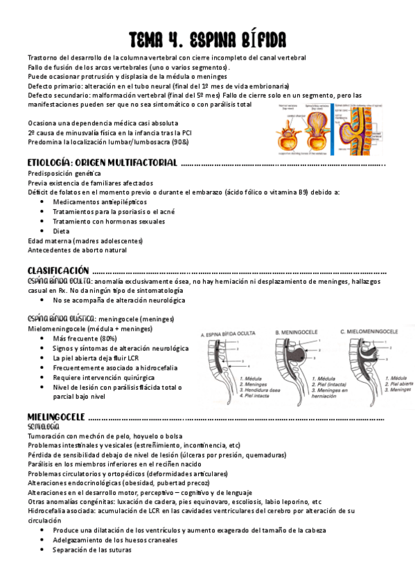 Miniatura del documento TEMA-4.-ESPINA-BIFIDA-pdf.pdf