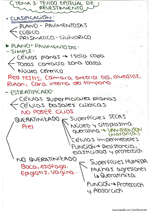 Miniatura del documento Esquemas-repaso-Histologia-T3.pdf