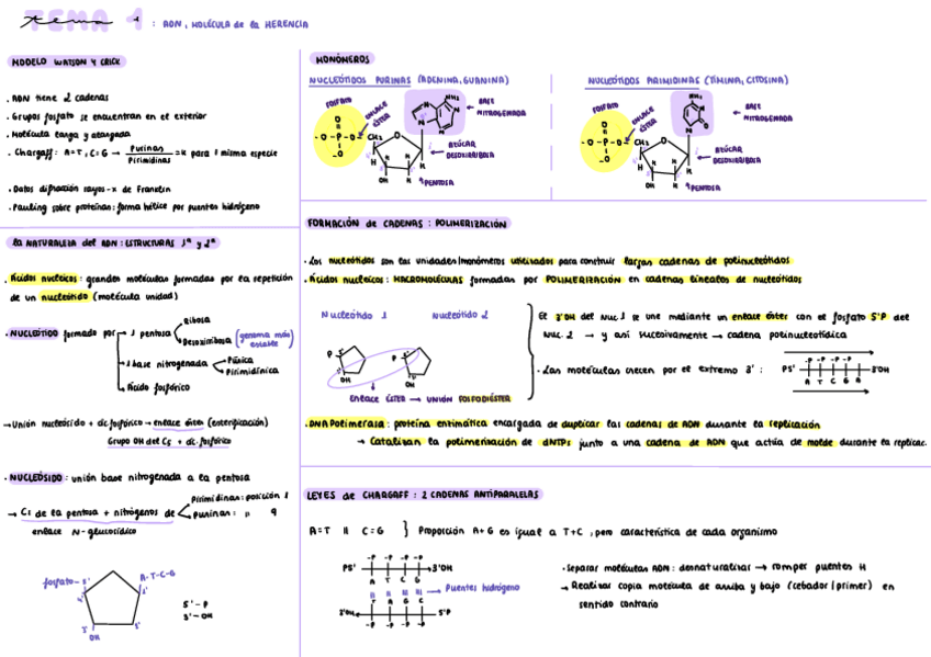 Miniatura del documento 1r-parcial-genetica.pdf