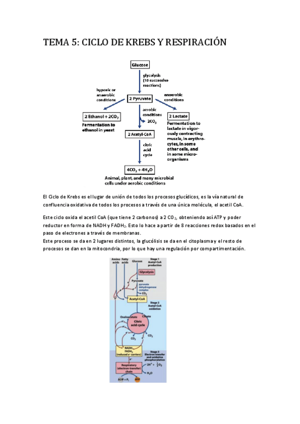 Miniatura del documento Tema 5 - Ciclo de Krebs y fosforilación oxidativa..pdf