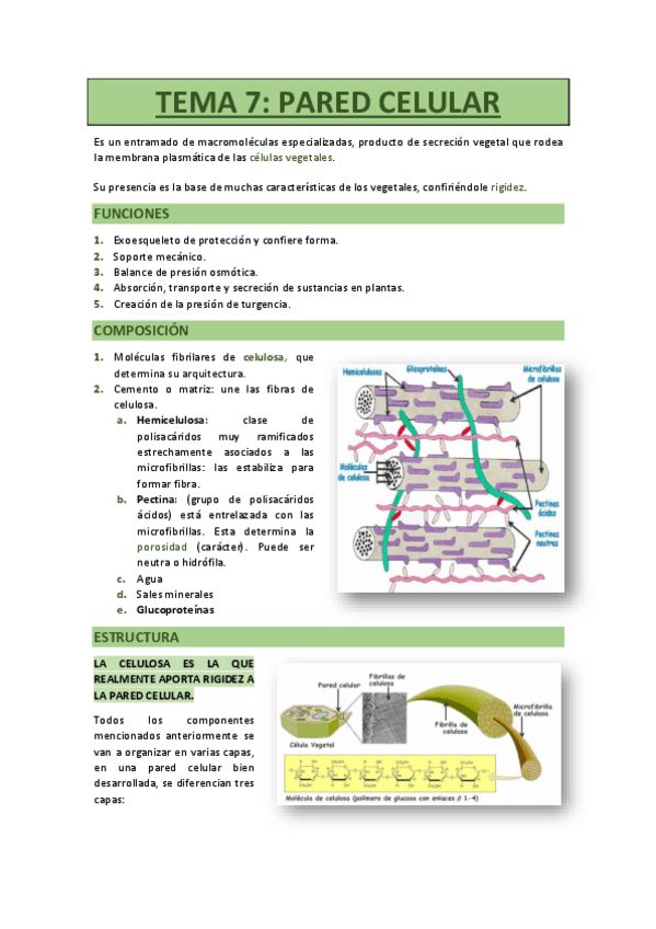 Miniatura del documento TEMA-7-PARED-CELULAR.pdf