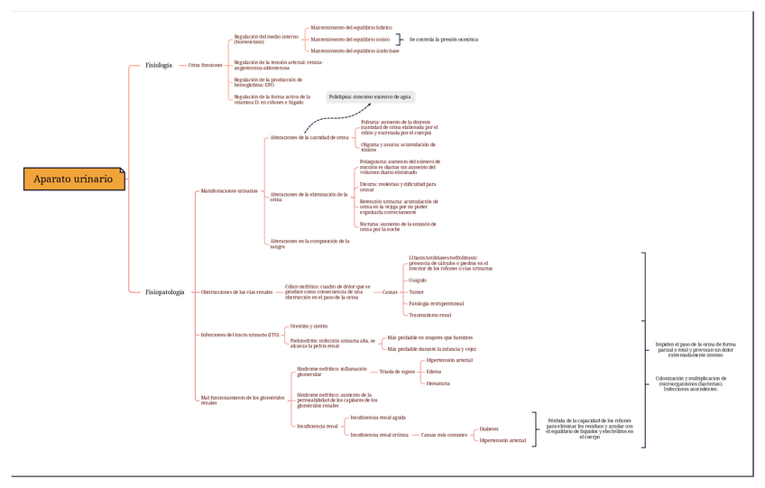 Miniatura del documento Aparato urinario esquema.pdf