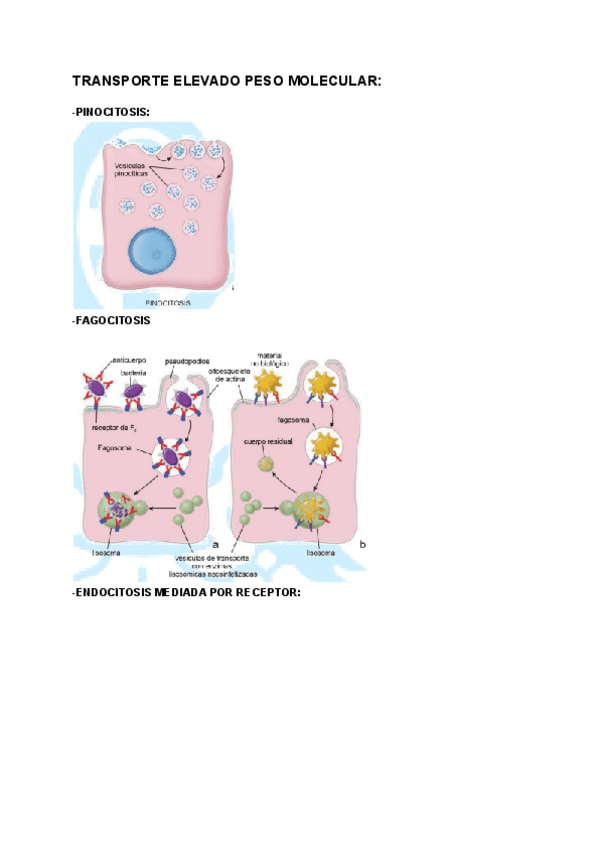 Miniatura del documento IMAGENES-EXAMEN-HISTOLOGIA.pdf