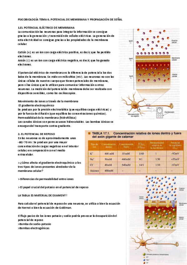 Miniatura del documento psicobiologia-tema6pdf.pdf