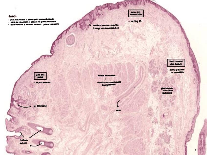 Miniatura del documento Microfotografias-histo-diges-2023-24.pdf