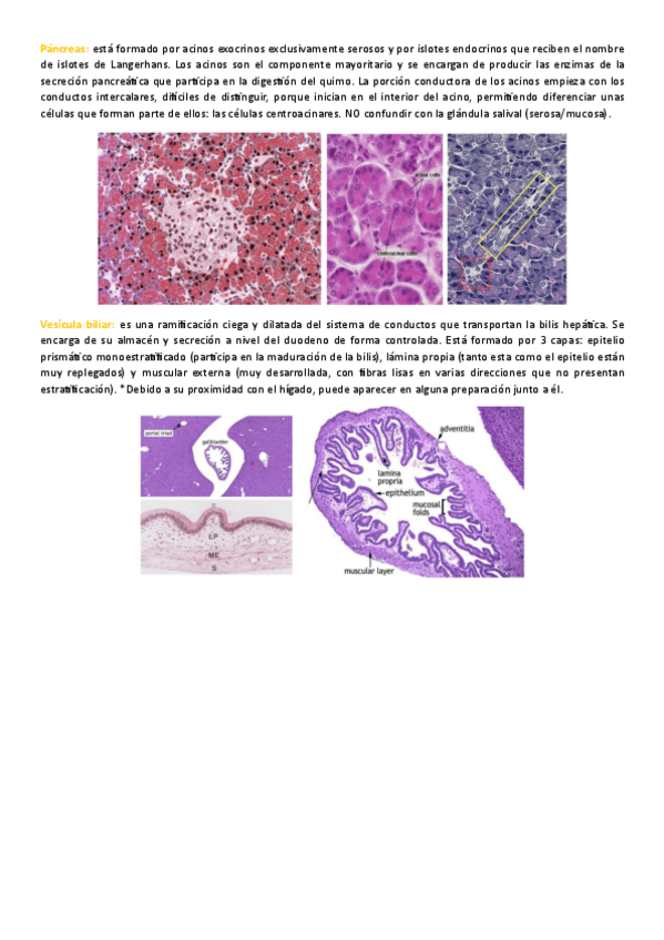 Miniatura del documento Teoria-cuadernillo-histo-diges.pdf