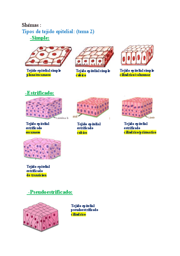 Miniatura del documento ANATOMIA-REPASO-GENERAL.pdf