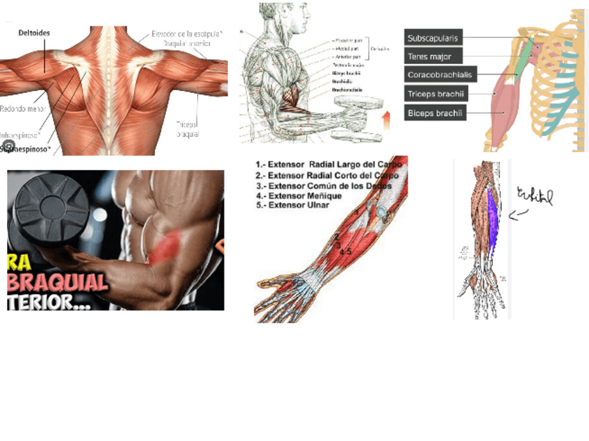 Miniatura del documento MUSCULOS-IMPORTANTES.pdf
