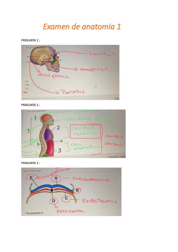Miniatura del documento EXAMEN-ANATOMIA.pdf