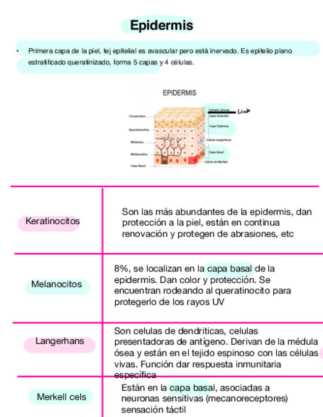Miniatura del documento TEMA-3-SISTEMA-TEGUMENTARIO-celulas-epidermis.pdf