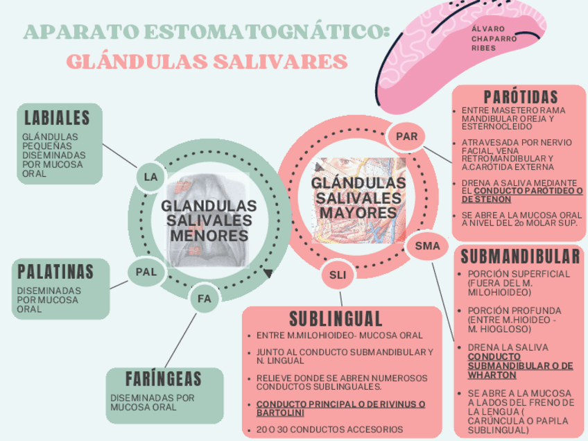 Miniatura del documento GLANDULAS-SALIVARES.pdf