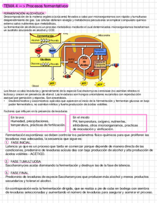 Miniatura del documento Enologia-T4.pdf