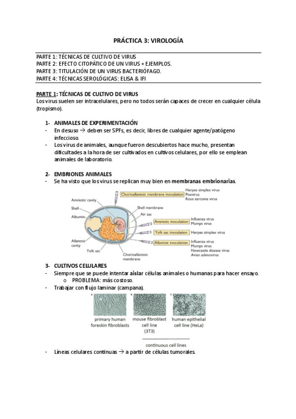 Miniatura del documento PRACTICA-3-VIROLOGIA.pdf