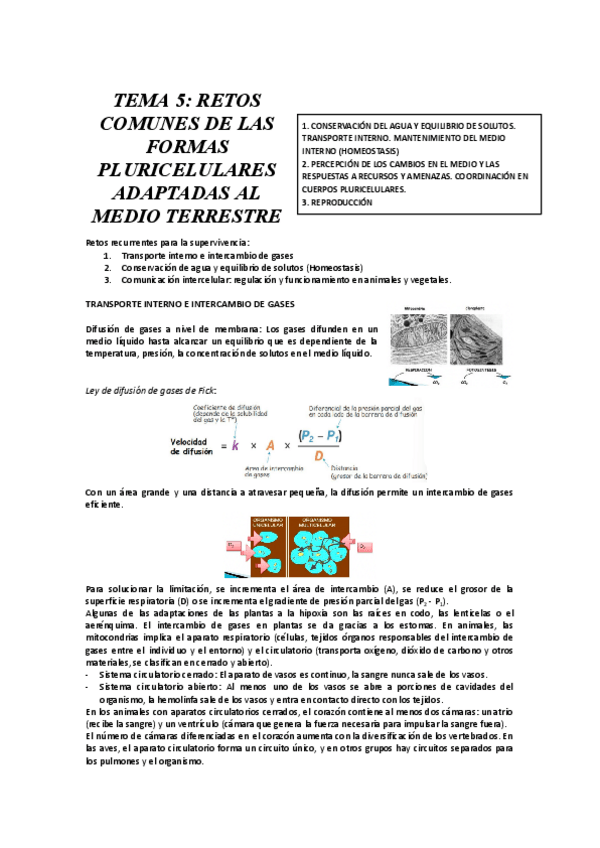 Miniatura del documento TEMA-5-RETOS-COMUNES-DE-LAS-FORMAS-PLURICELULARES-ADAPTADAS-AL-MEDIO-TERRESTRE.docx-1.pdf