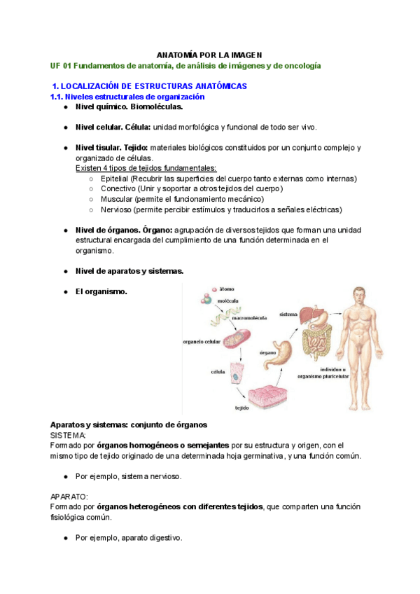 Miniatura del documento ILERNA-ANATOMIA-POR-LA-IMAGEN.pdf