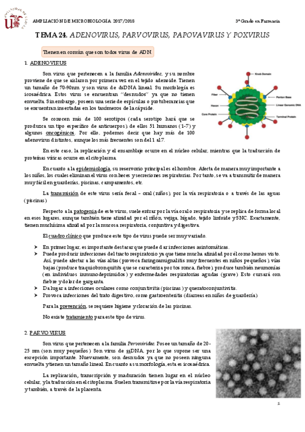 Miniatura del documento TEMA 24 ADENOVIRUS- PARVOVIRUS, PAPOVAVIRUS Y POXVIRUS.pdf