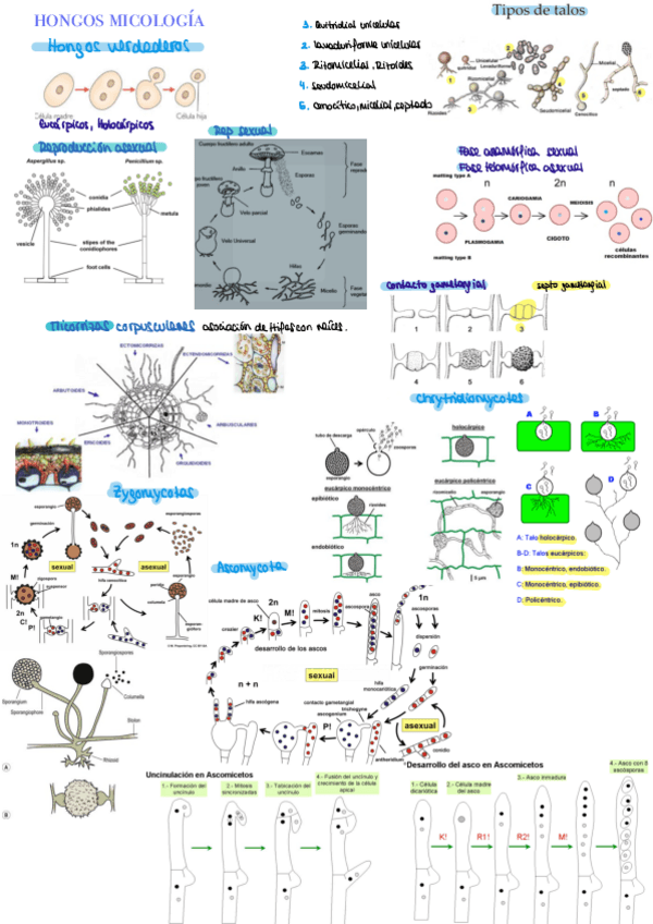 Miniatura del documento Apuntes-micologia-con-Imagenes.pdf