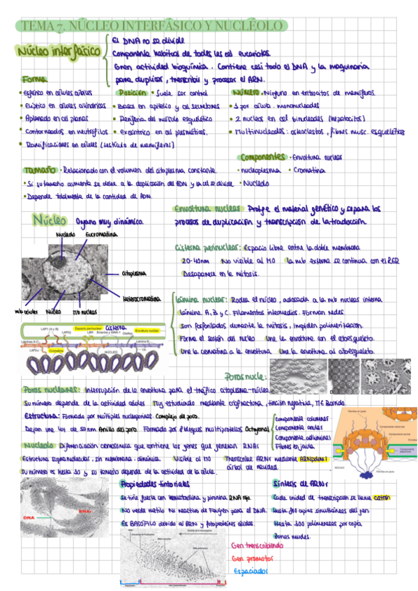 Miniatura del documento CITO-T7.-Nucleo-interfasico-y-nucleolo.pdf