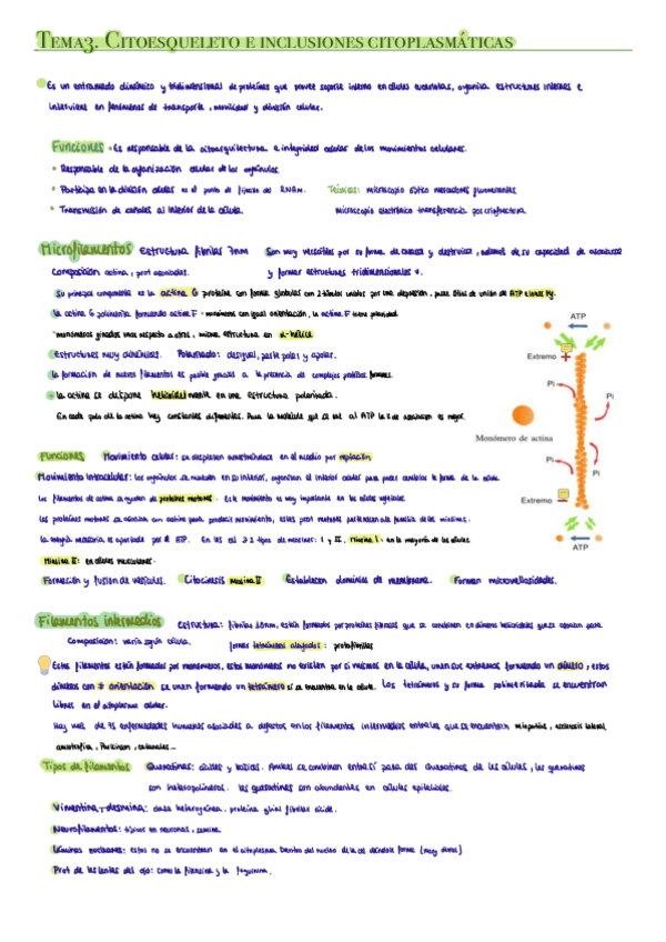 Miniatura del documento CITO-Tema-3.-Citoesqueleto-e-inclusiones-citoplasmaticas.pdf
