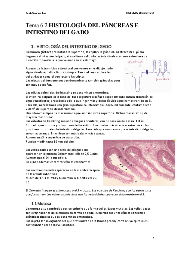 Miniatura del documento Tema-6.2-Histologia-del-pancreas-e-intestino-delgado.pdf