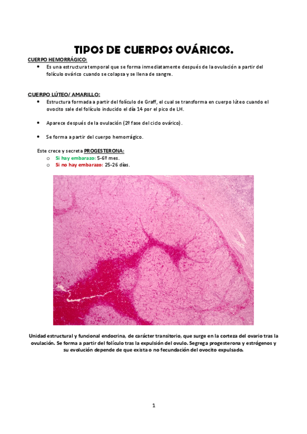 Miniatura del documento Tipos-de-cuerpos-ovaricos-HISTOLOGIA-II.pdf